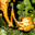 skill icon