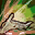 skill icon
