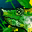 skill icon